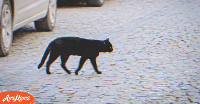 Un chat noir dans la rue | Source : Shutterstock
