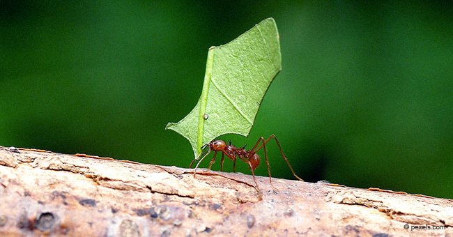 La petite fourmi travailleuse