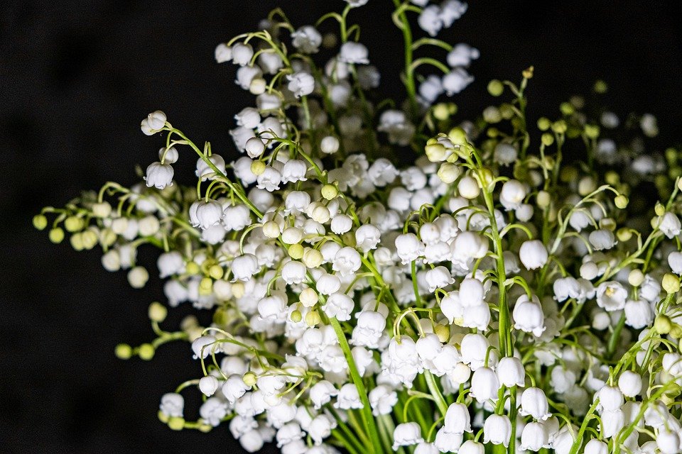 Gary a apporté à Esther un bouquet de ses fleurs préférées | Source : Pixabay