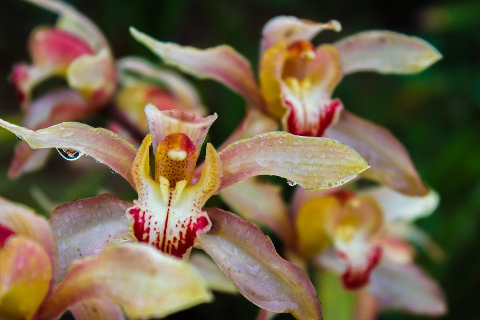 Orchidée Cymbidium | Photo : Pixabay