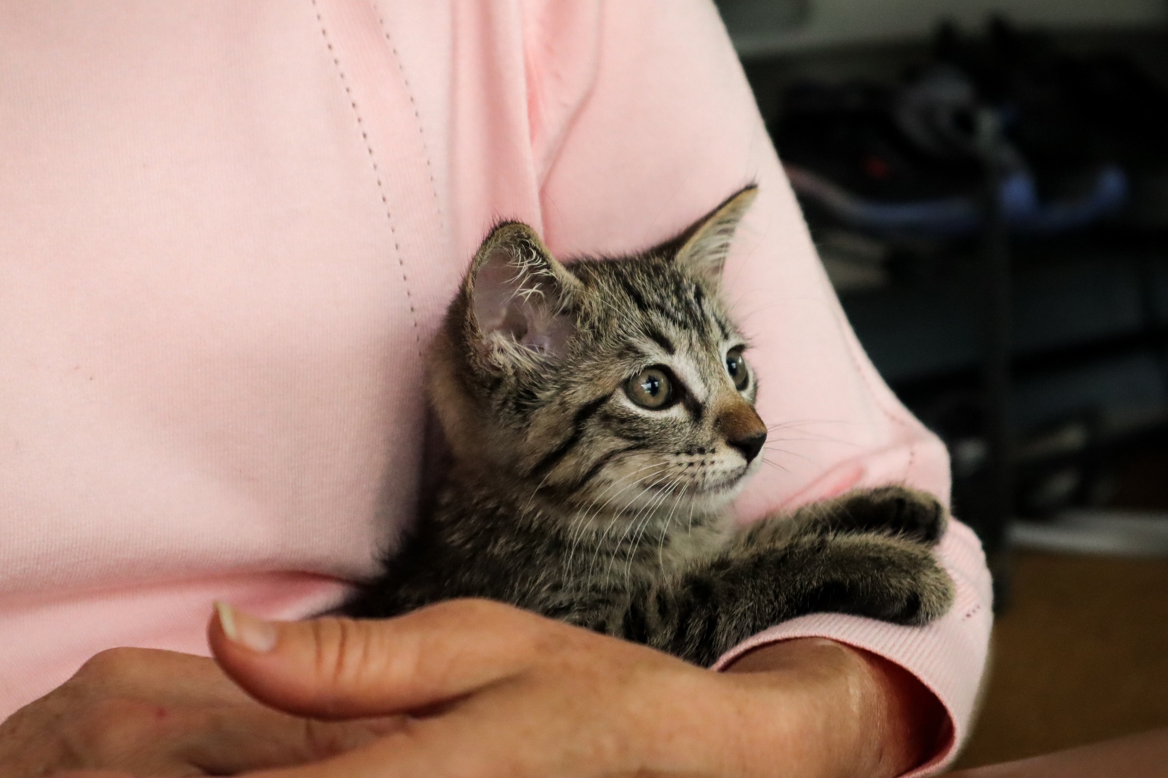 Une femme tenant un chat | Source : Unsplash