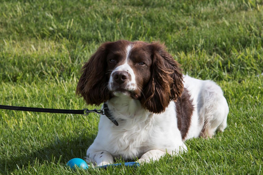 Image d'un chien.| Photo : Getty Images