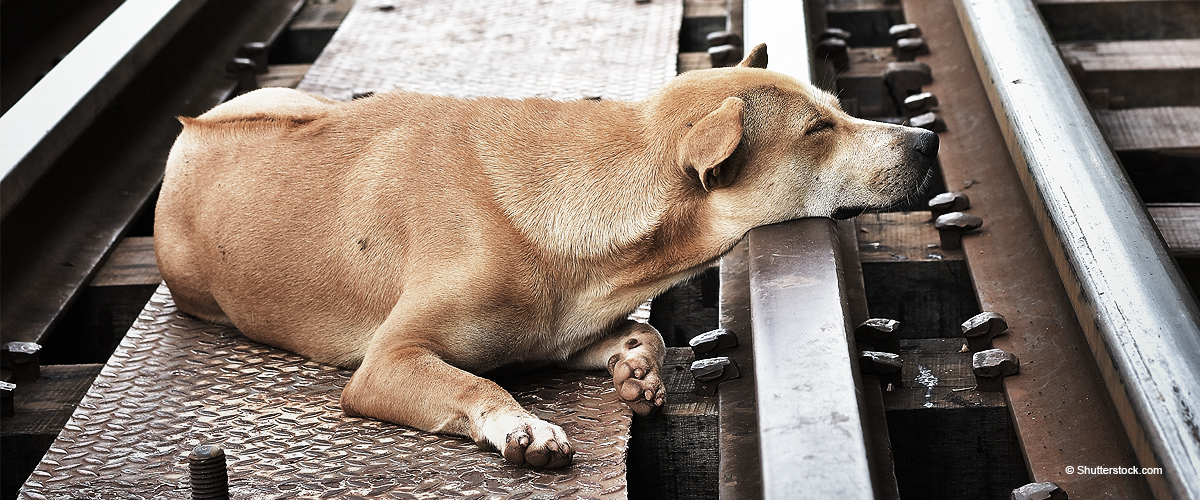 Un chien refuse de laisser le corps de son maître, frappé par un train : les photos de la tragédie ont touché le net
