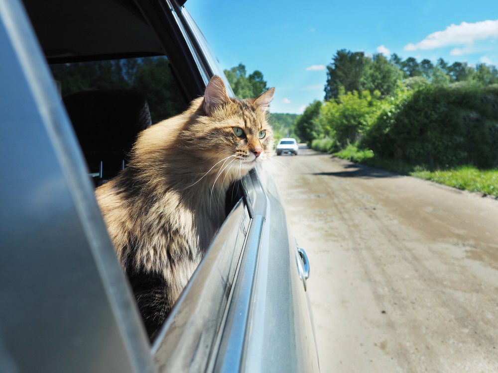 Un chat qui voyage en voiture avec la tête hors de la fenêtre de la voiture. | Shutterstock