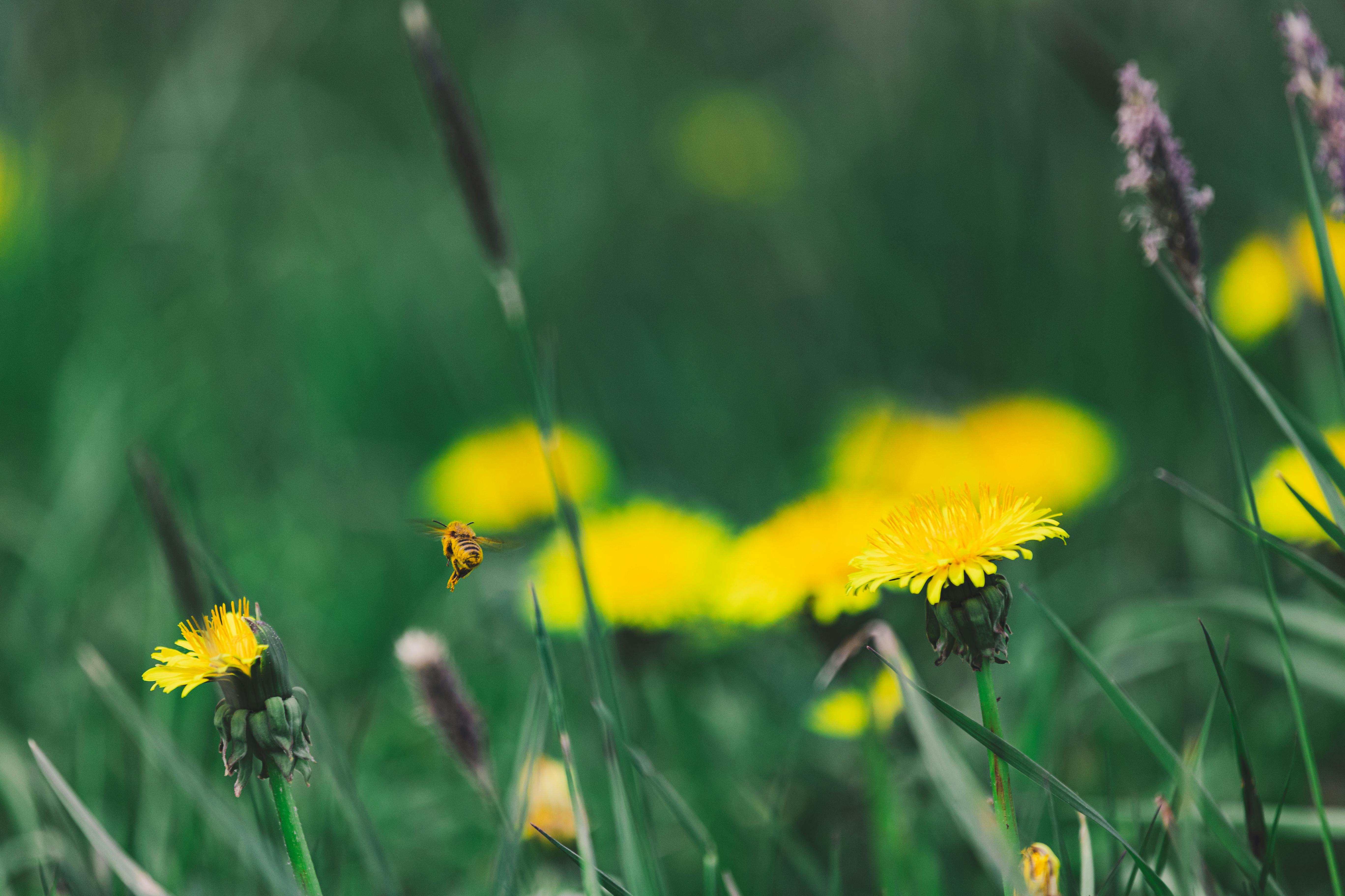 Pissenlits poussant dans l'herbe | Source : Pexels