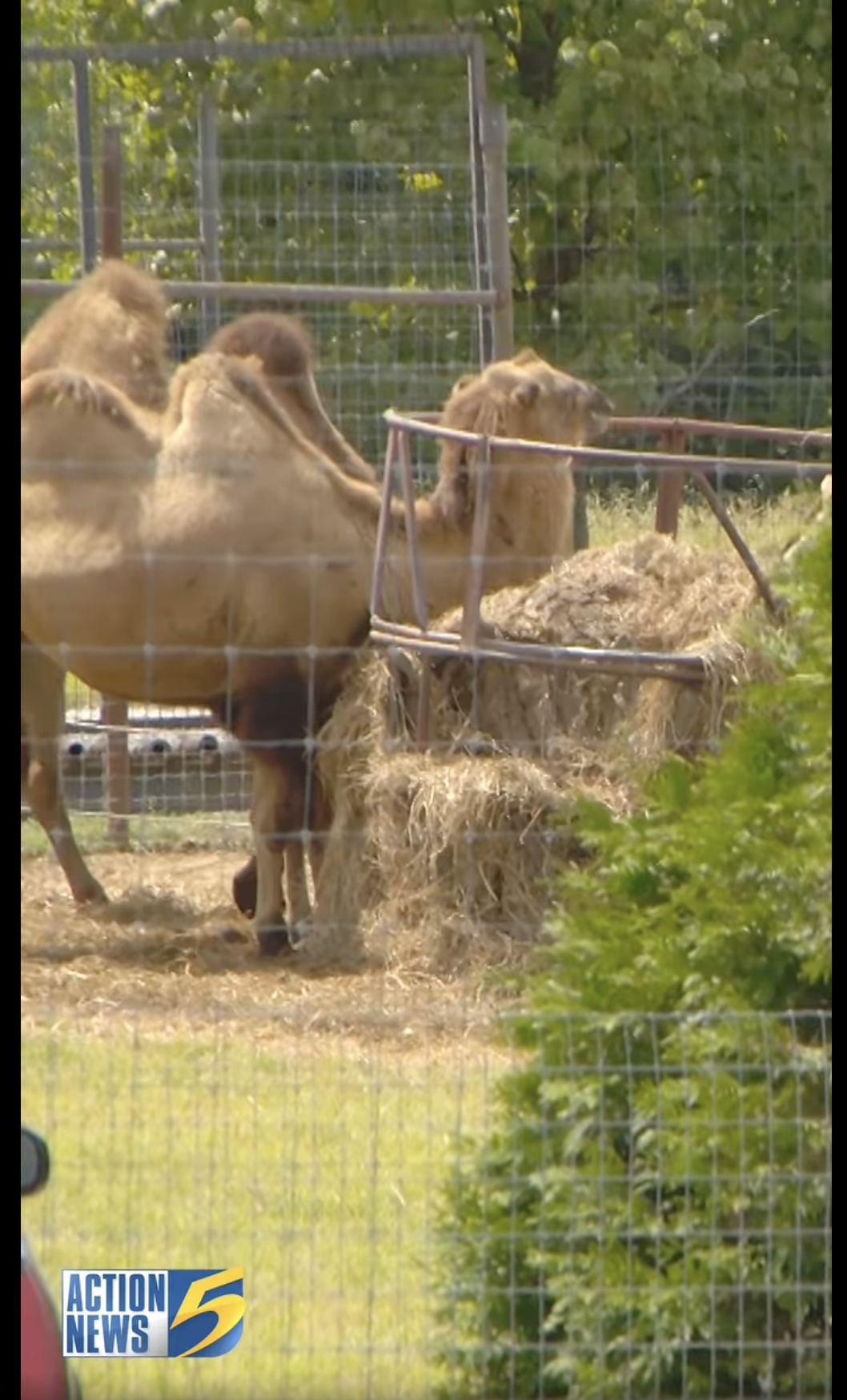 Des chameaux au Tennessee Safari Park à Alamo, dans le Tennessee, comme on peut le voir dans une vidéo datée du 4 septembre 2024 | Source : Facebook/WMCActionNews5