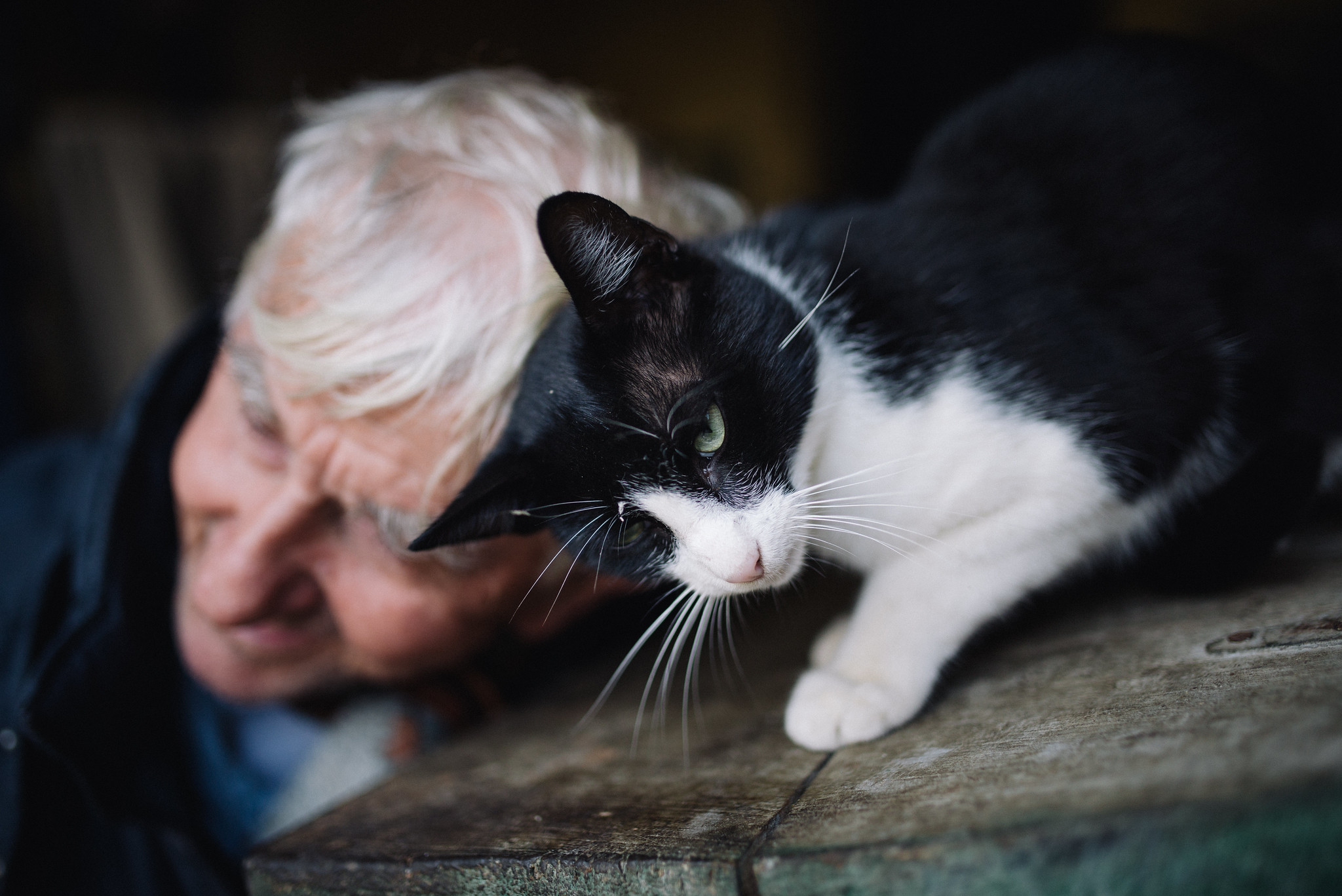 Gros plan d'un chat jouant avec un vieil homme | Source : Flickr/shixart1985
