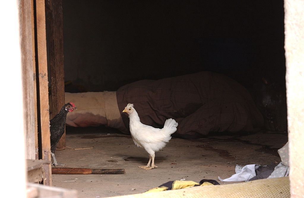 Une poule toute blanche. | Photo : Getty Images