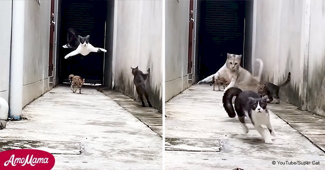 Ce chat esquive trois chats ennemis dans sa fuite extraordinaire - la vidéo devient virale
