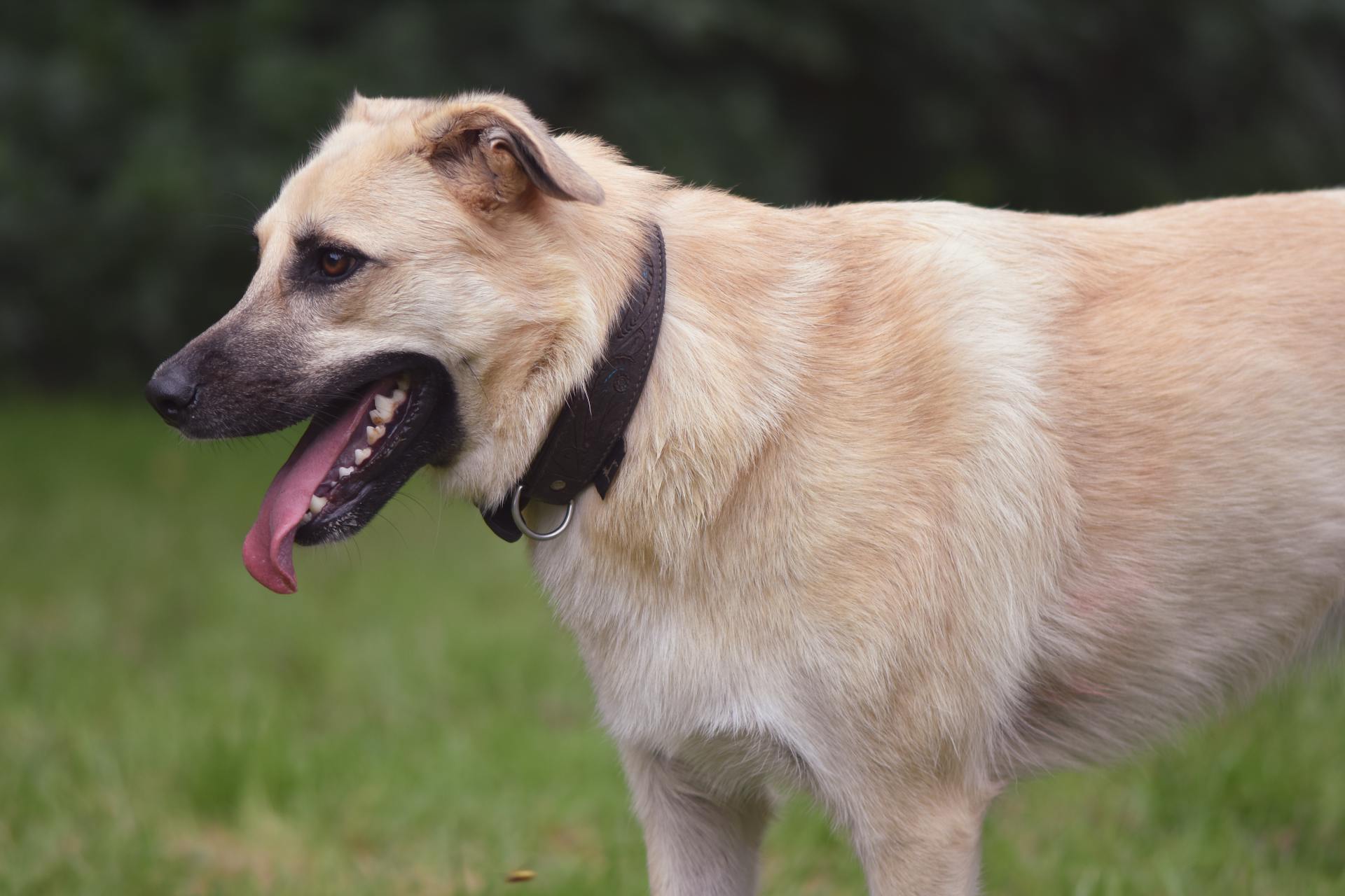 Un chien debout à l'extérieur | Source : Pexels