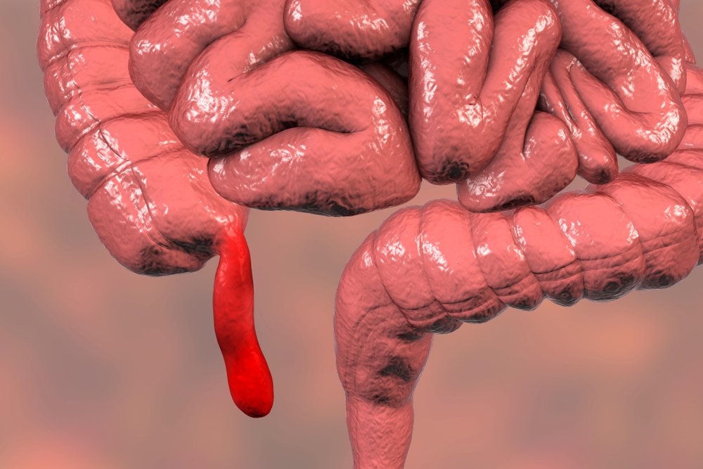 L'appendice humain et les intestins. | Photo : Shutterstock