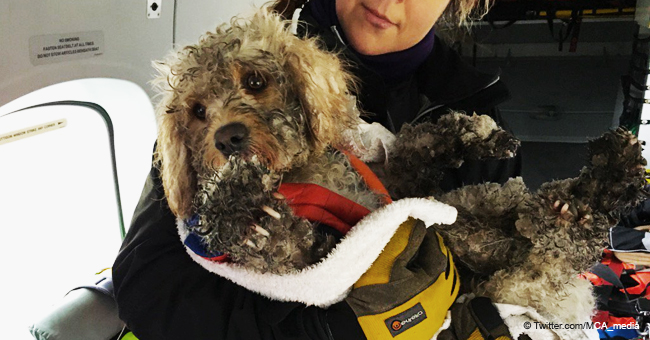 Un chien sauvé d'une falaise enneigée de 60 mètres après qu'un hélicoptère l'ait repéré par hasard