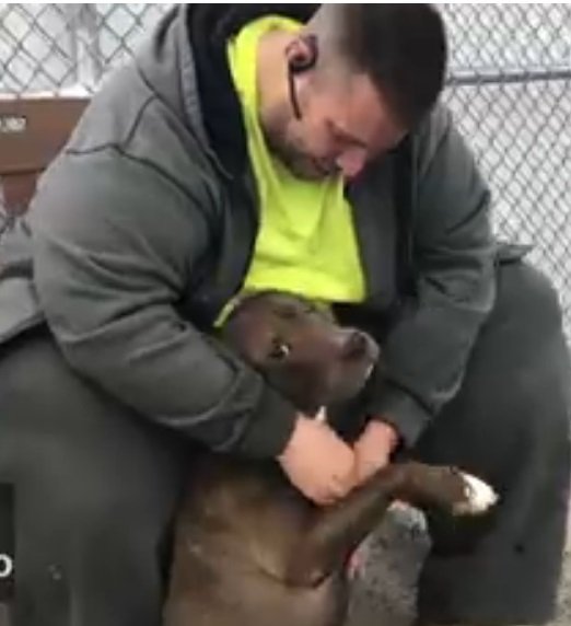 Finalement, Robert Allison a adopté le pit-bull. | Photo : Facebook/Animal Care Center of NYC