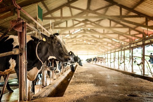 Des vaches laitières dans une ferme. | Source : Shutterstock