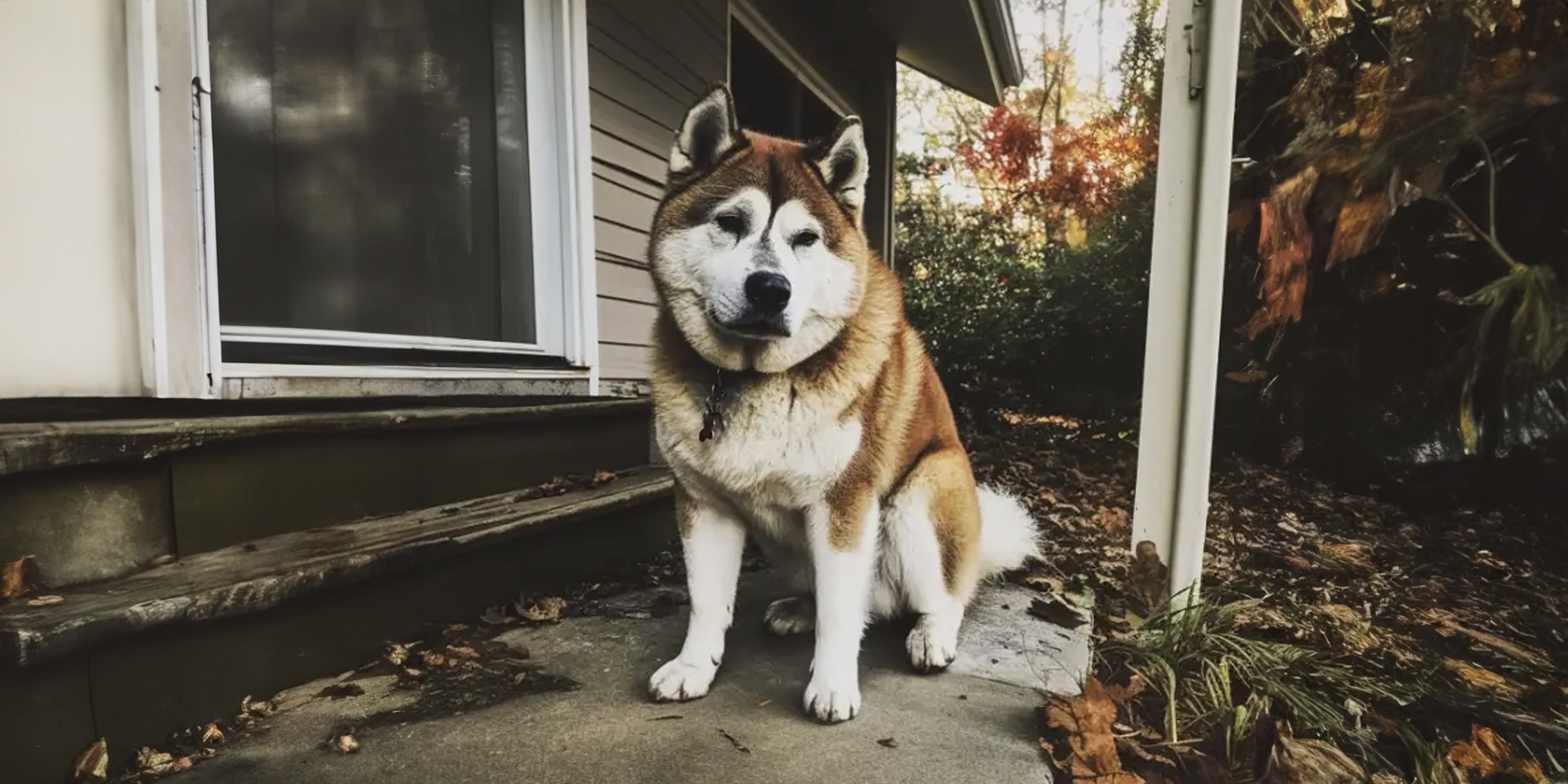 Un chien assis devant une maison | Source : AmoMama