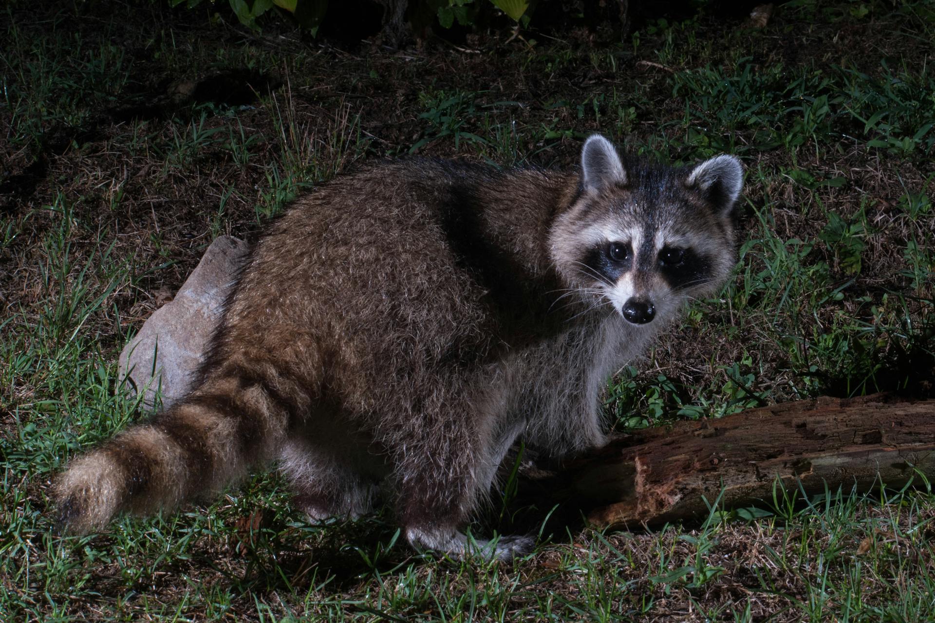 Un raton laveur dans un jardin la nuit | Source : Pexels