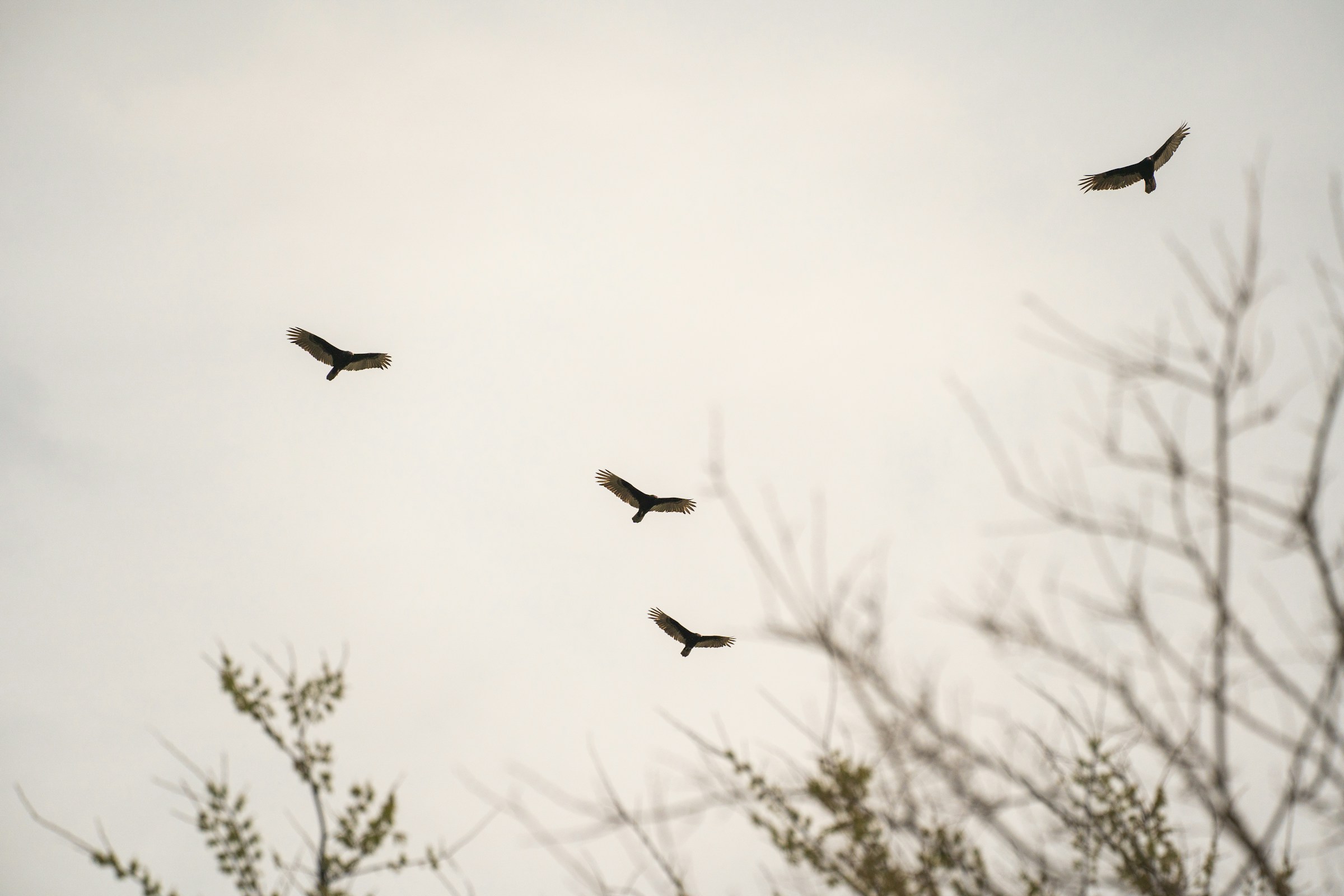 Oiseaux de proie tournoyant dans le ciel | Source : Unsplash