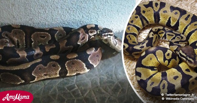 Un python royal adulte a été surprenamment retrouvé dans un immeuble de Clermont-Ferrand