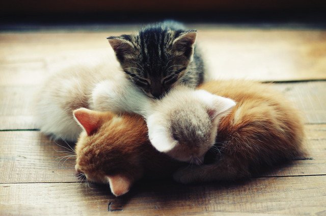 Trois chatons dormant ensemble. l Source: Flickr