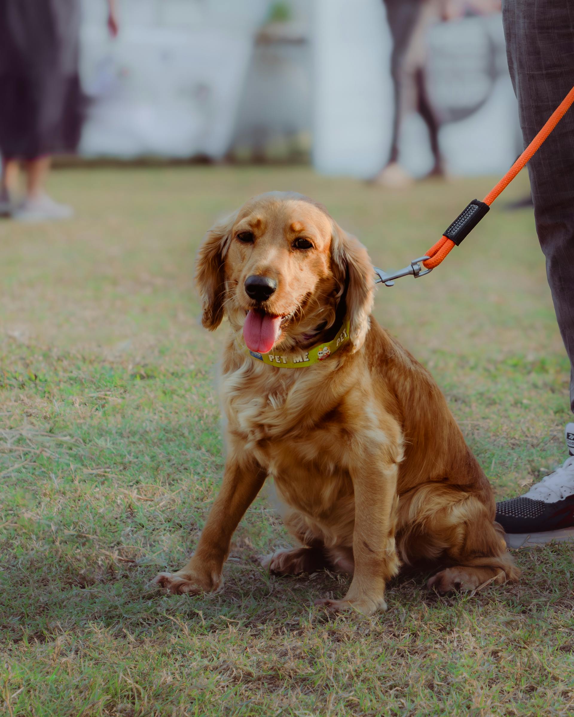 Un golden retriever | Source : Pexels