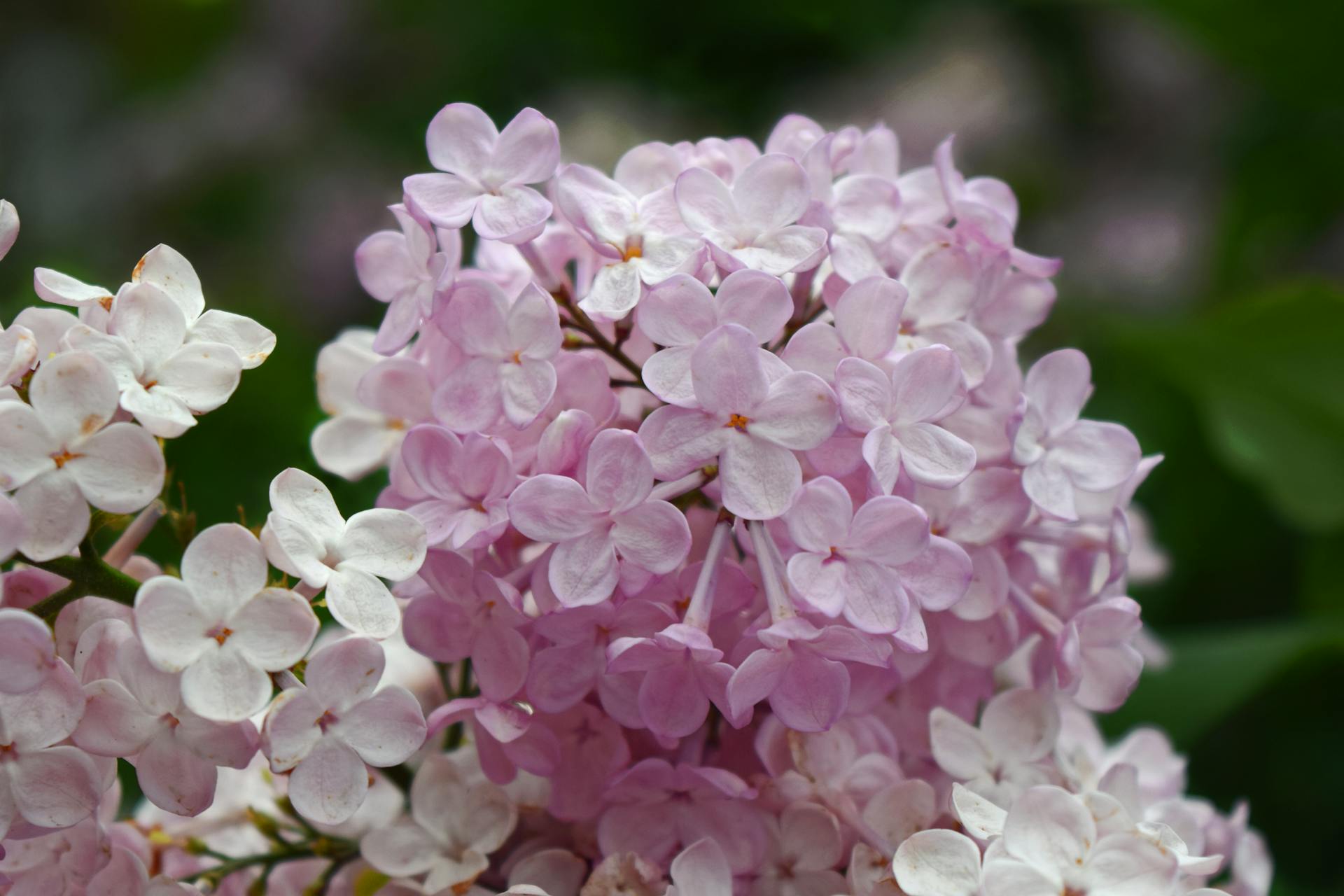 Lilas | Source : Pexels