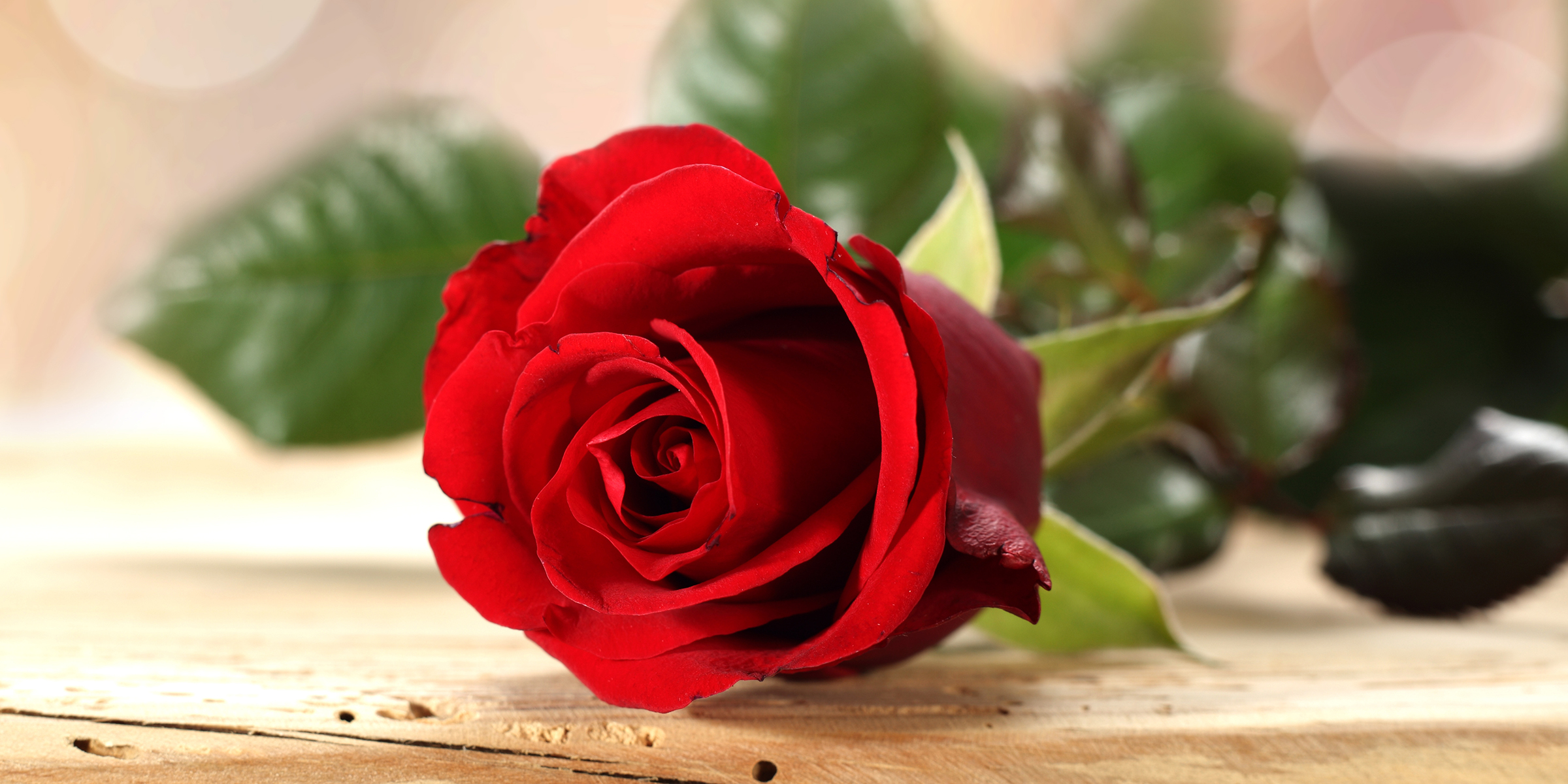 Une rose rouge | Source : Shutterstock