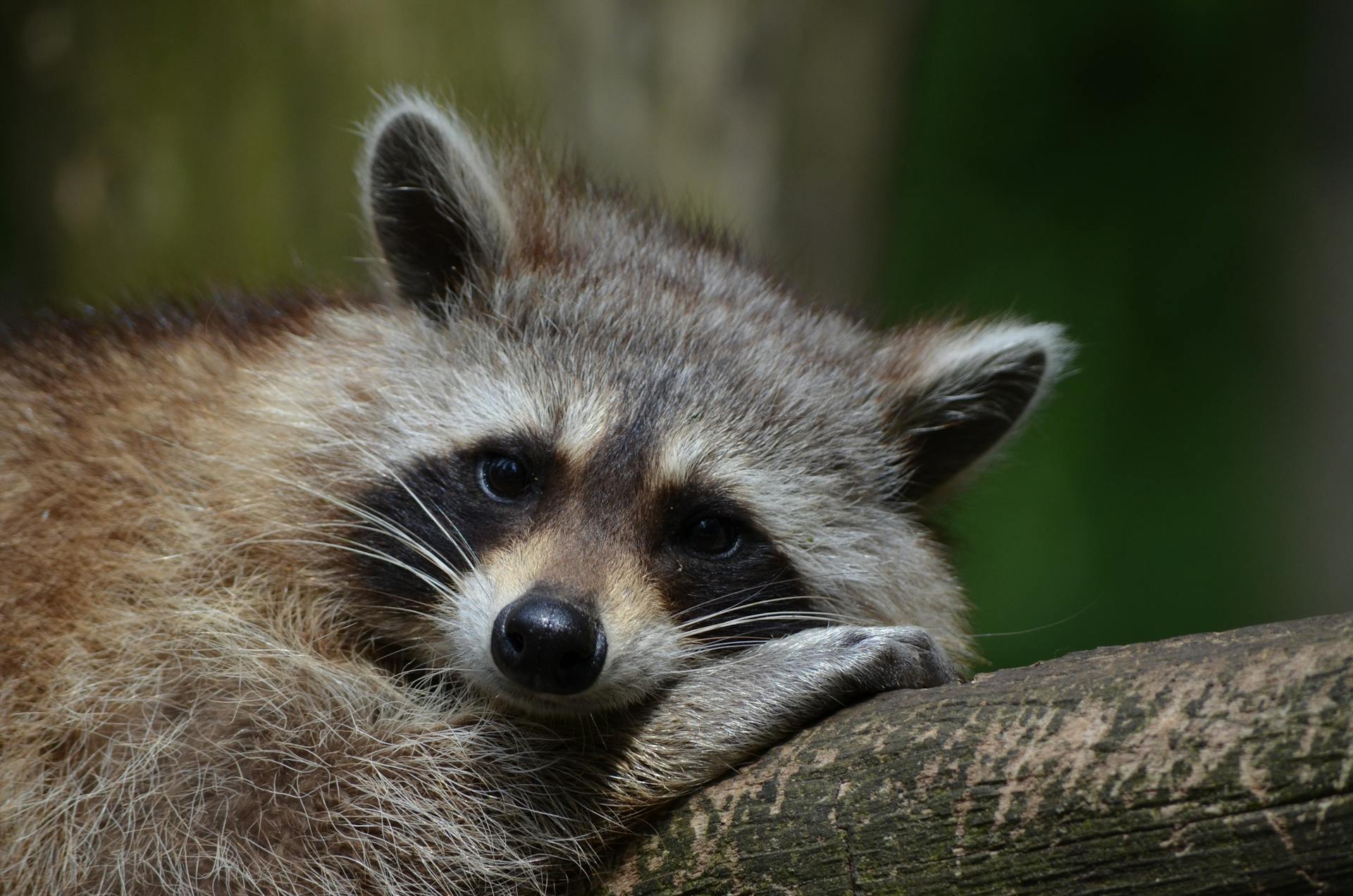 Un raton laveur assis sur un arbre | Source : Pexels