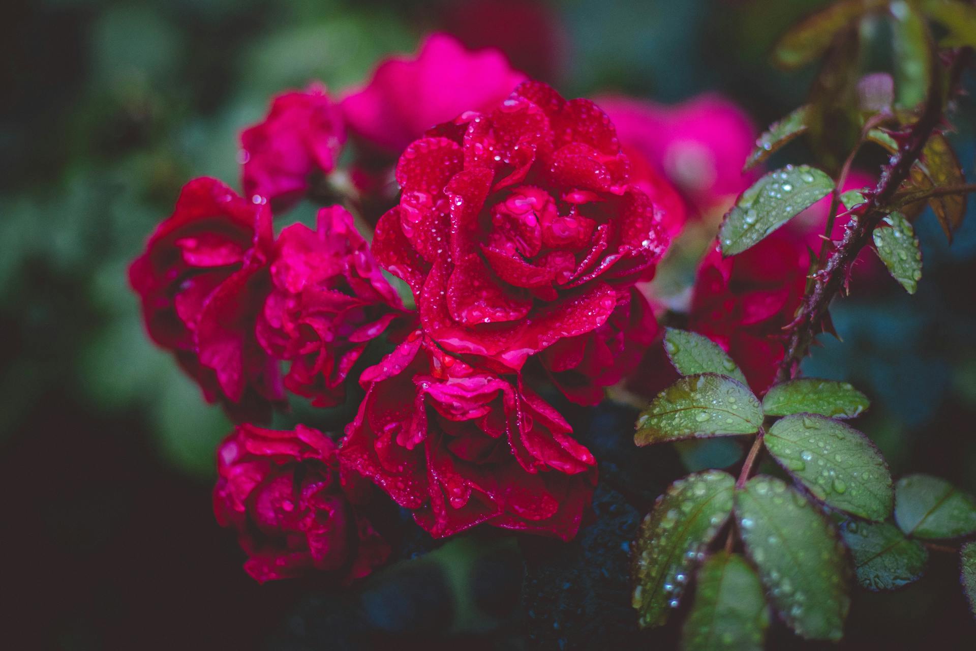 Gros plan sur des roses rouges dans un jardin | Source : Pexels