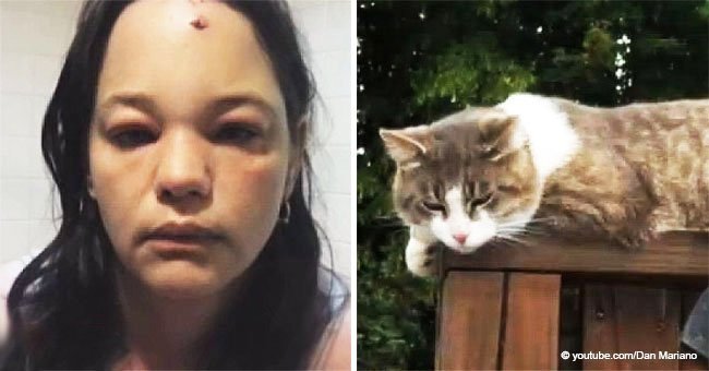 Ce chat s'est vengé brutalement d'une femme qui lui donnait des coups de pied de neige au visage