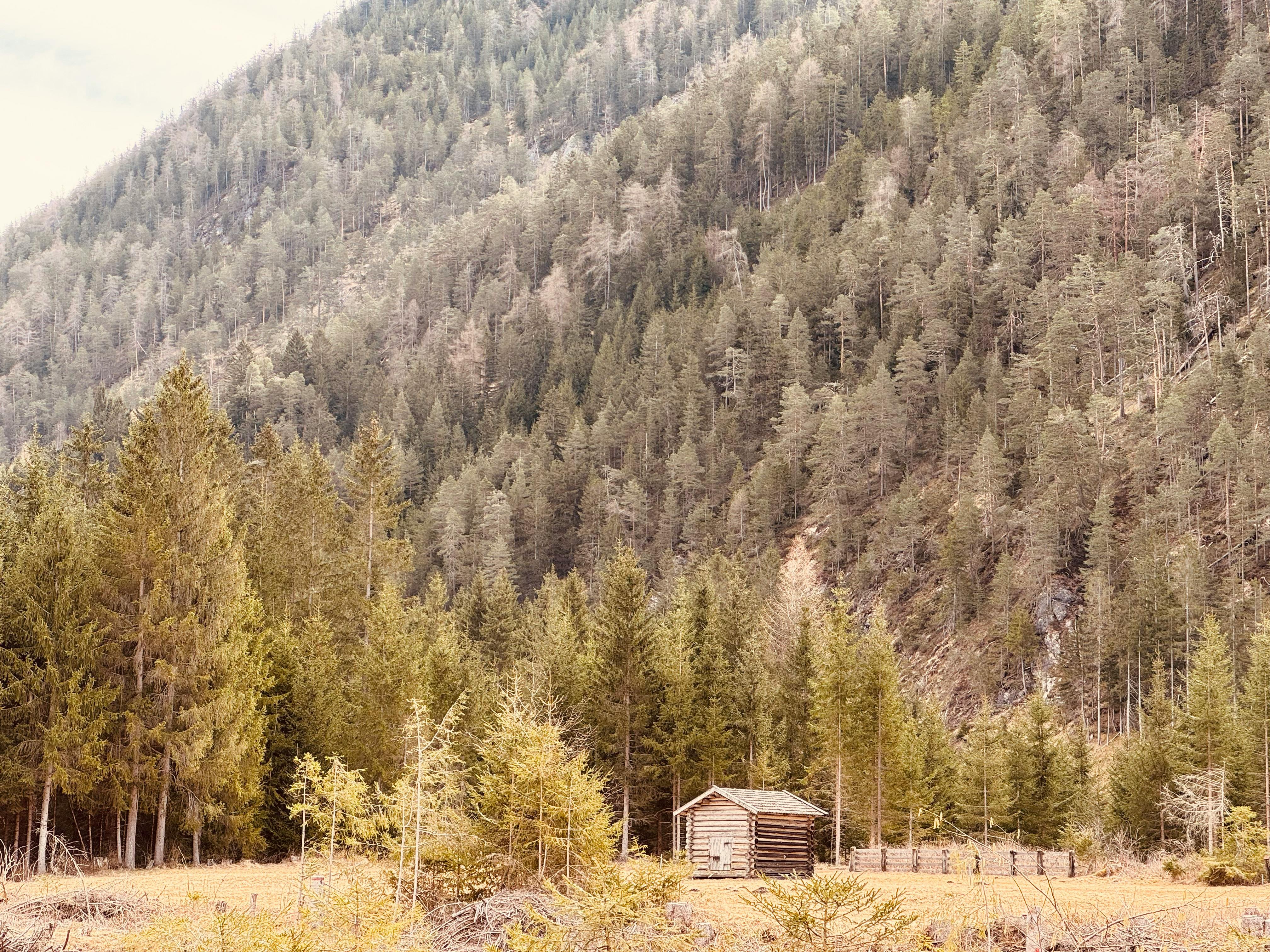 Un endroit isolé entouré d'une forêt dense | Source : Pexels