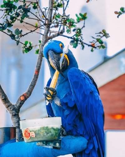 Un perroquet bleu tenant une brosse à dent | Unspalsh