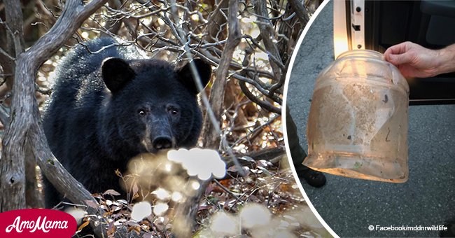 Le petit ours est sauvé par des gens courageux après que sa tête soit restée coincée dans un bocal