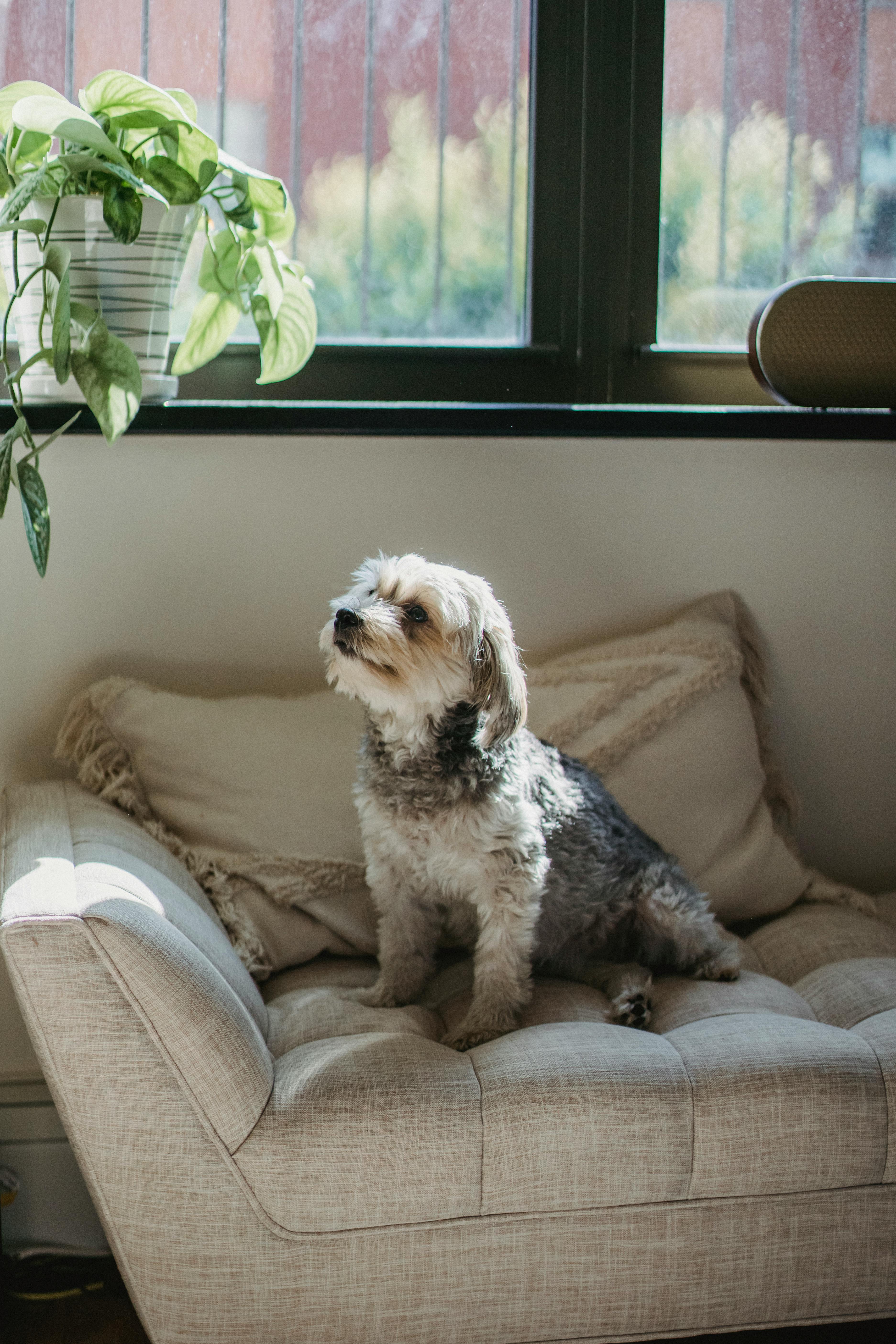 Un chien sur le canapé | Source : Pexels