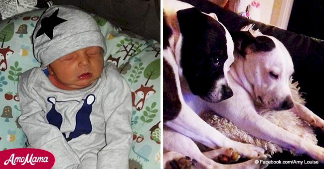 Le père d'un nouveau-né sauvagement mordu dit que les bull terriers sont aussi mes bébés