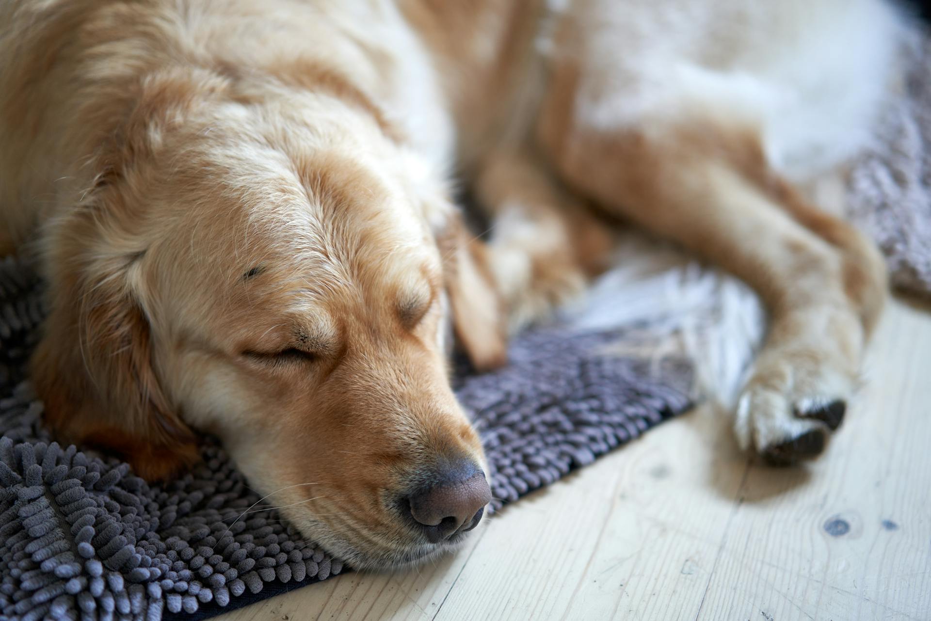 Un chien qui dort | Source : Pexels