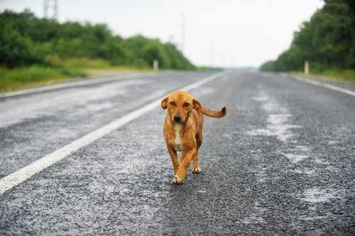 Un chien errant debout sur une route | Photo : Shutterstock