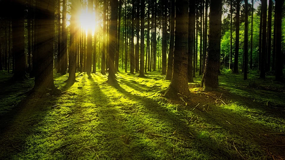 Des rayons de soleil au milieu d'une forêt tranquille. | Photo : pixabay.com