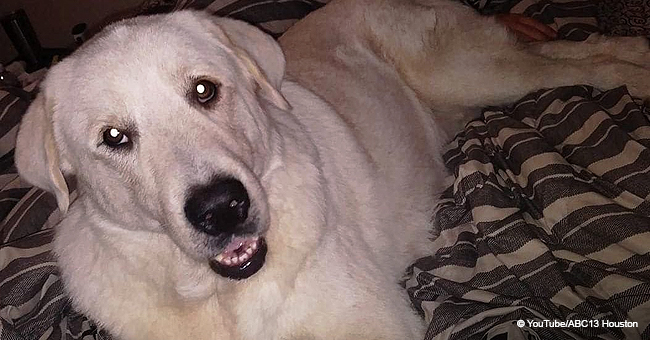 Une famille a sauvé un chien d'une mort certaine et des années plus tard, il est mort en leur sauvant la vie dans une fusillade