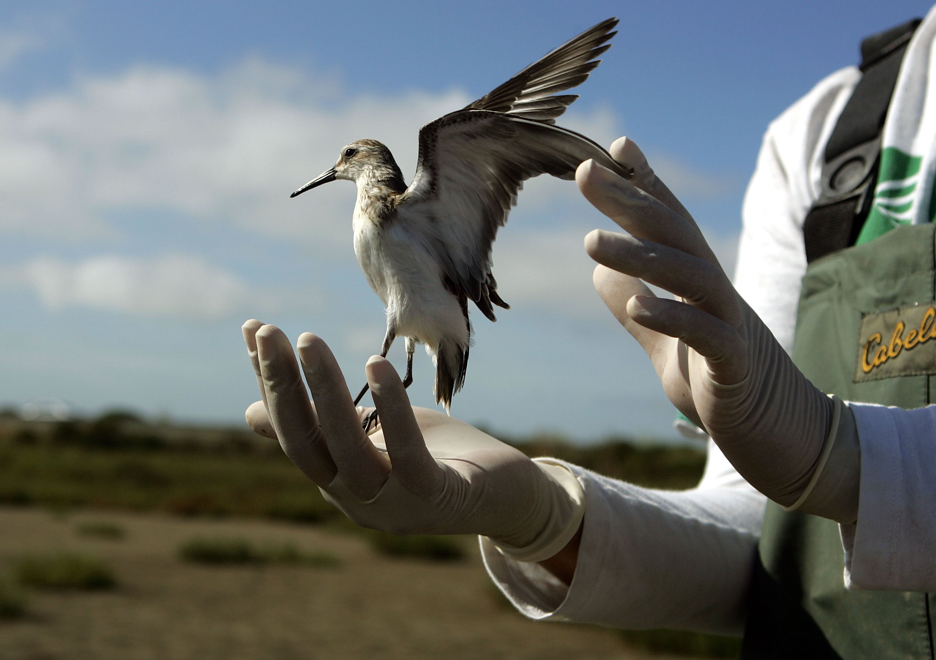 Brooke Hill, biologiste et technicien scientifique de l'USGS, relâche un bécasseau occidental après l'avoir testé pour la grippe aviaire hautement pathogène H5N1 à Sonoma, en Californie, le 16 août 2006 | Source : Getty Images