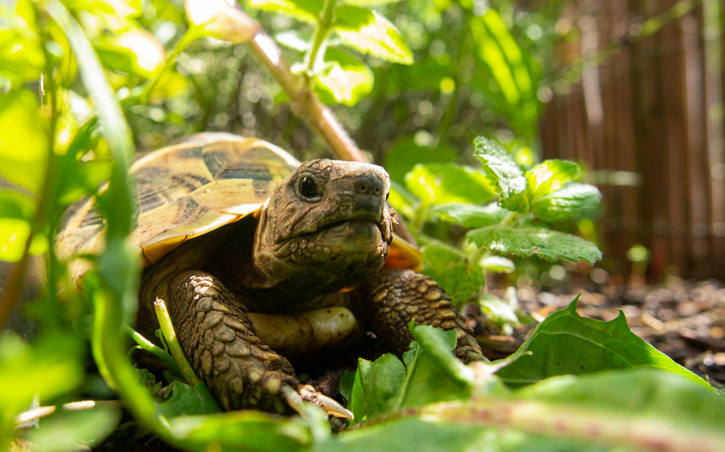 Une tortue | Source : Unsplash