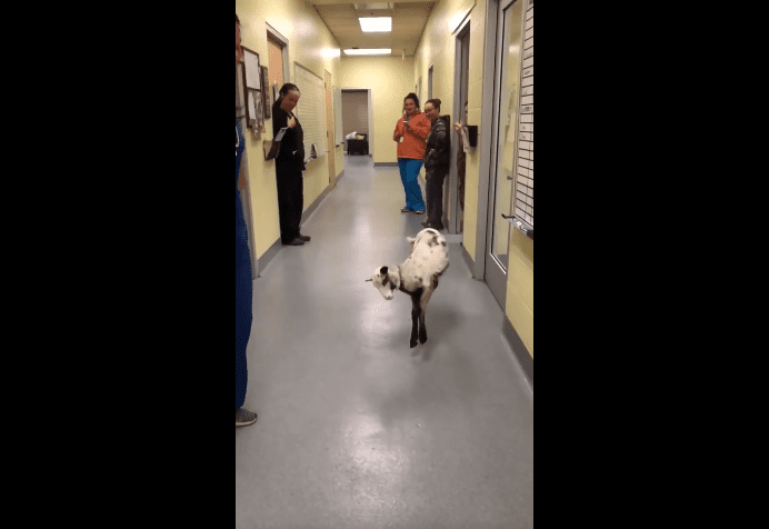 Je veux danser avec quelqu'un, un corps de baa baa baa baa baa qui m'aime. | Photo : Facebook/Longview Animal Care and Adoption Center