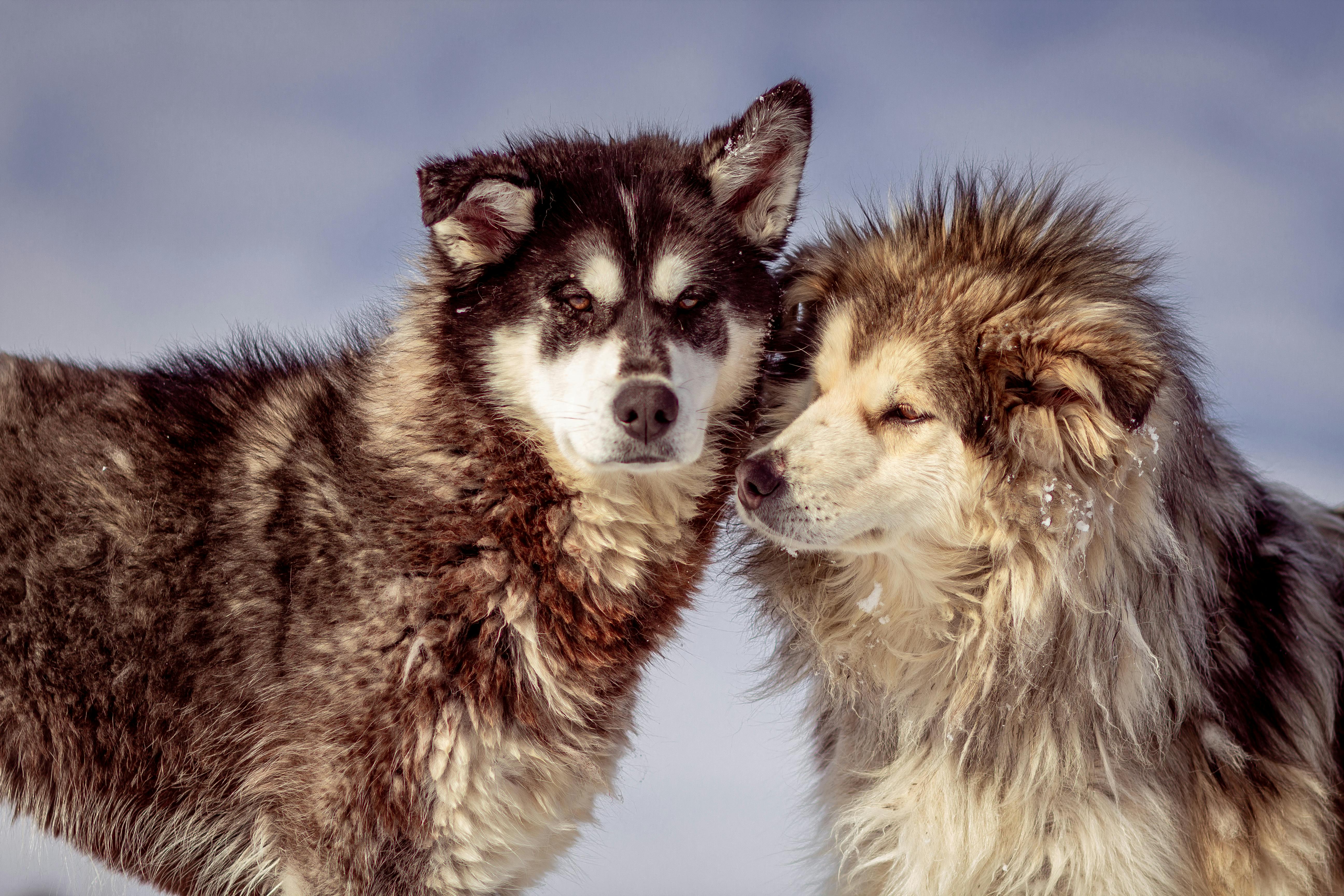 Deux chiens | Source : Pexels
