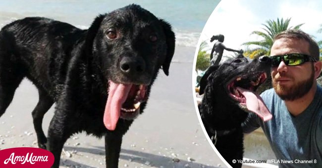 Le propriétaire a emmené son chien pour nager dans la mer mais après 3 jours il a dû l'euthanasier﻿
