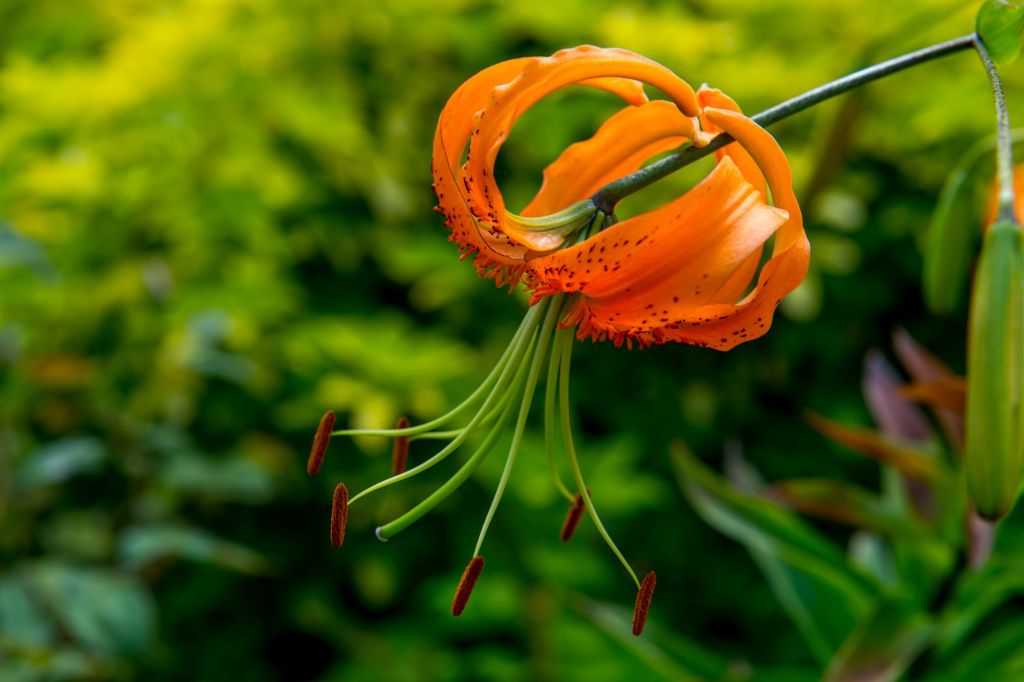 De magnifiques fleurs de lys. l Source : Getty Images