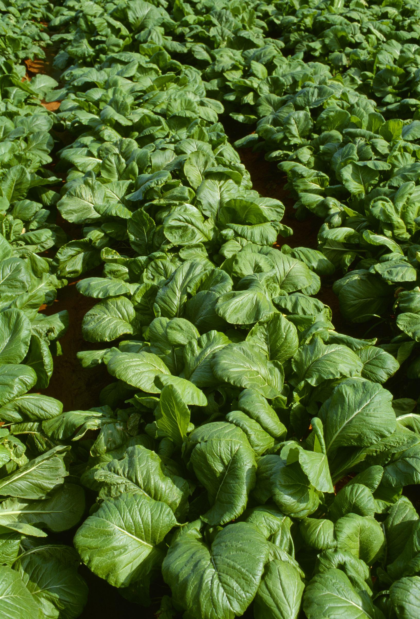 Plantes de feuilles de moutarde en cours de maturation dans le champ | Source : Getty images