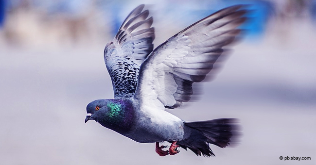 Un pigeon a été enregistré par le radar, dépassant la vitesse autorisée de 30 km/h.