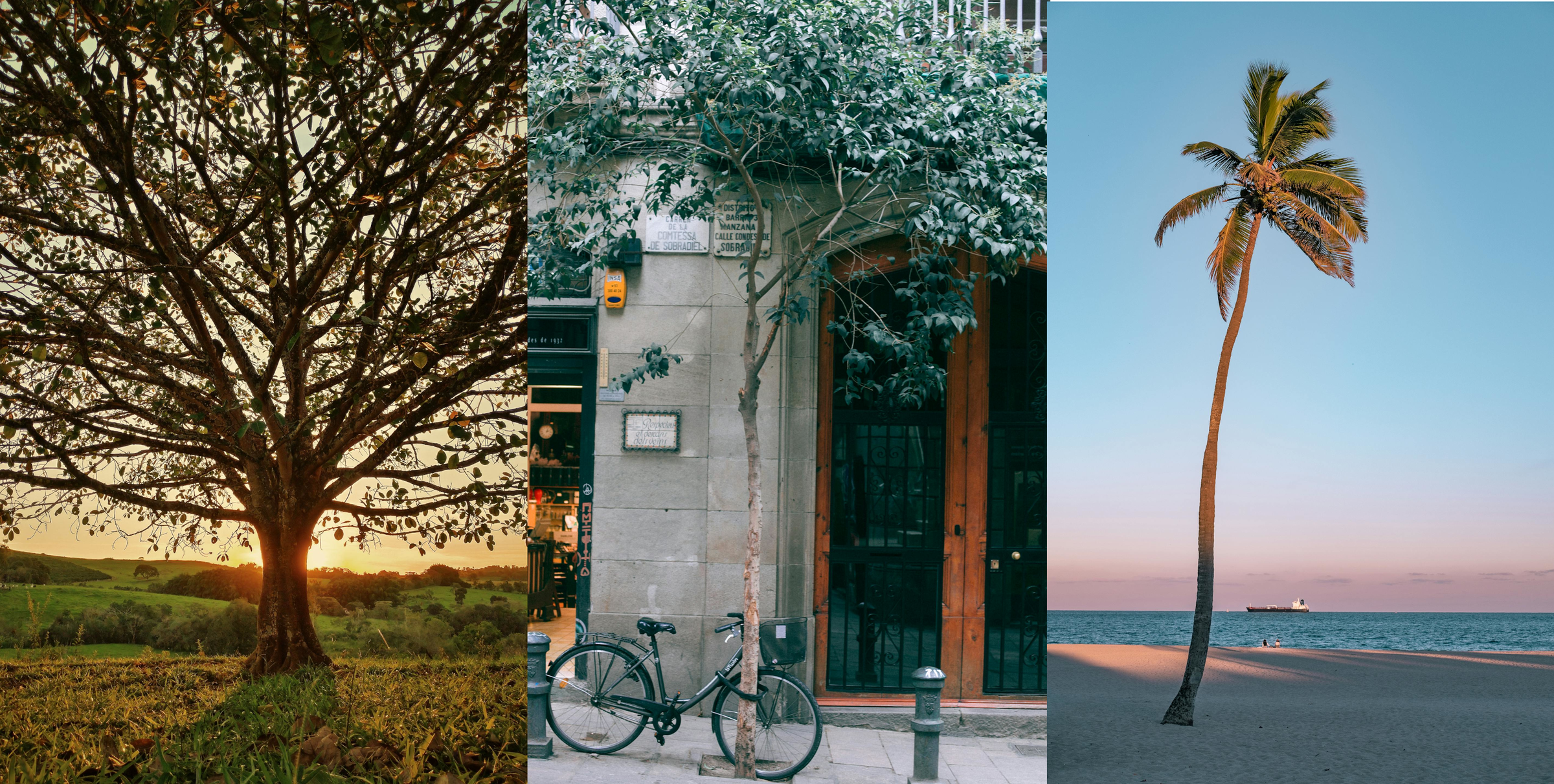 Un collage de trois arbres | Source : Pexels