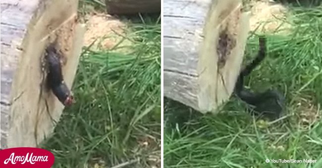 Une créature étrange rampant hors d'un tronc a fait réfléchir cet homme à deux fois avant de couper à nouveau un arbre