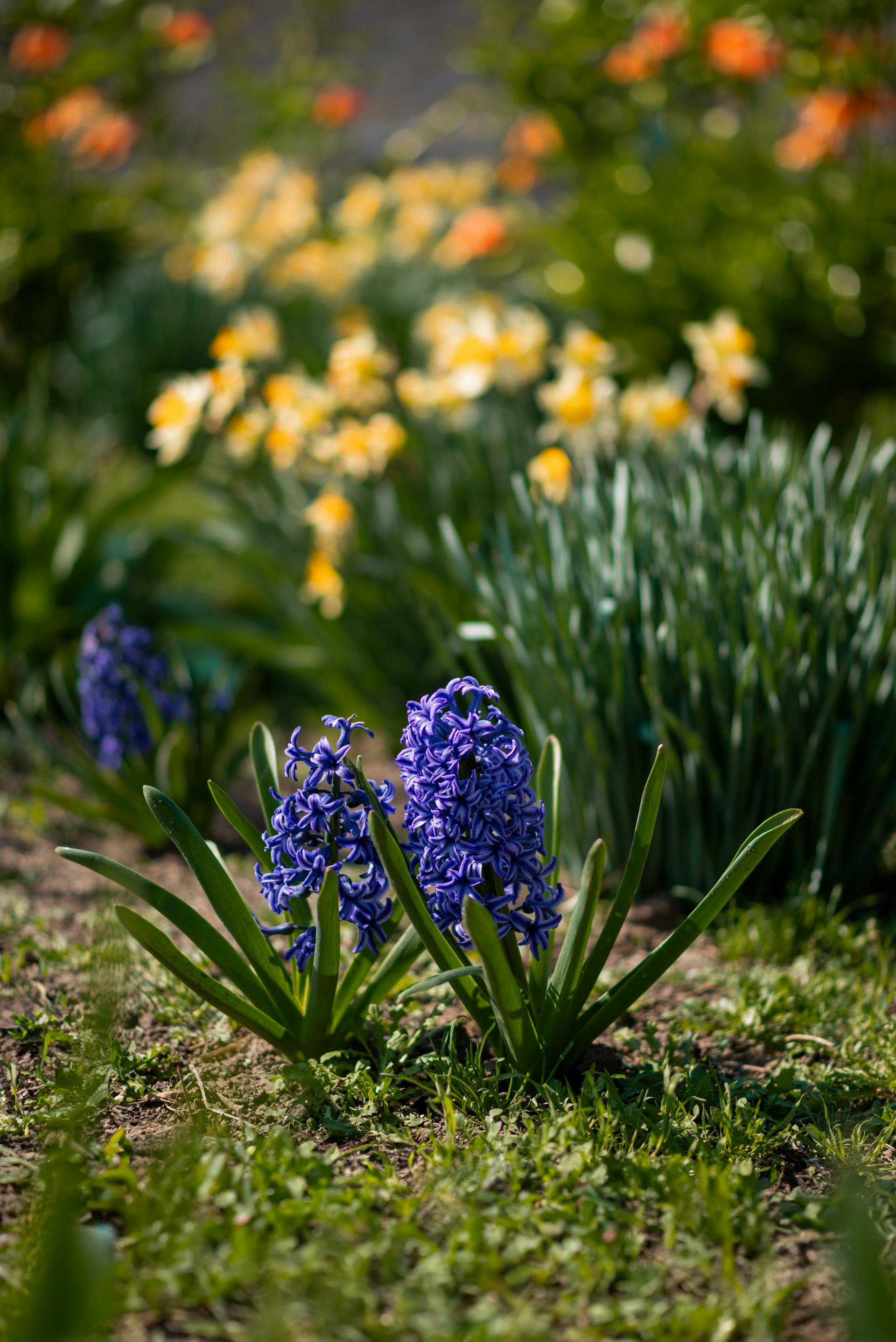 Fleurs s'épanouissant dans un jardin | Source : Pexels