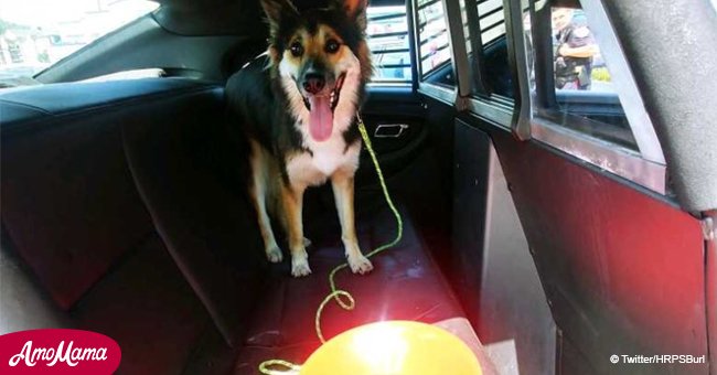 Le propriétaire de ce chien l'a enfermé dans une voiture où il faisait 66°C